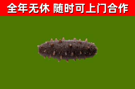 六安烟酒回收干海参.jpg